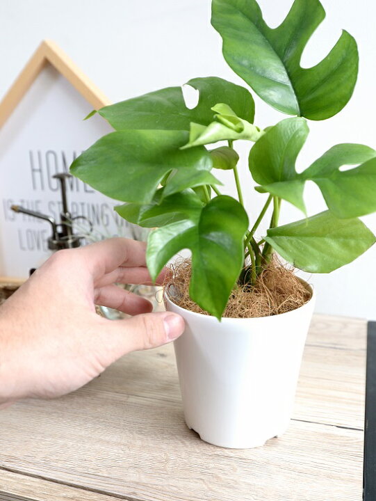 楽天市場 お試し ヒメモンステラ 4号 白色 プラスチック鉢 鉢植え苗 苗木 ミニモンステラ 観葉植物 白 丸 ホワイト Land Plants 楽天市場店