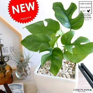 ~jXe ǂ肵 iFj` 픫iFӐ΁j Ac c qXe ϗtA  lp XNGA zCg 