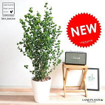 楽天市場】ベンジャミン バロック（高さ（植物）71 ～ 130.9cm）の通販 