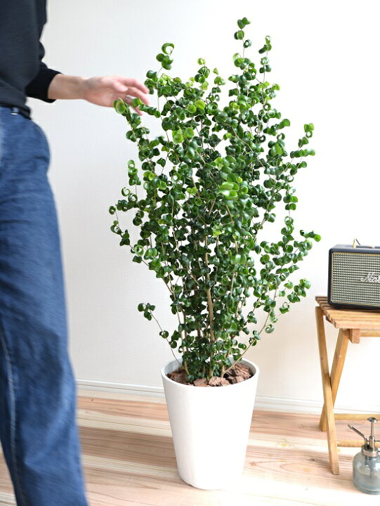 楽天市場 ベンジャミン バロック 8号 白色 セラアート鉢 鉢植え 鉢 苗 苗木 大型 観葉植物 白 ホワイト ラウンド 丸 送料無料 Land Plants 楽天市場店