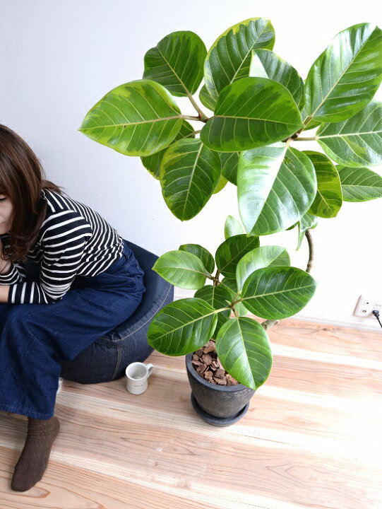 楽天市場 アルテシーマ 3dカーブ曲がり 黒色 エッグラウンド 陶器鉢 鉢植え 大型 斑入り ゴム ゴムの木 葉模様 黒 ブラック 丸 観葉植物 丸い葉 送料無料 Land Plants 楽天市場店