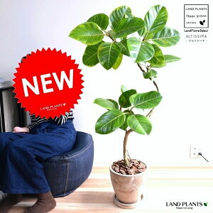 ゴムの木 茶色の人気商品 通販 価格比較 価格 Com