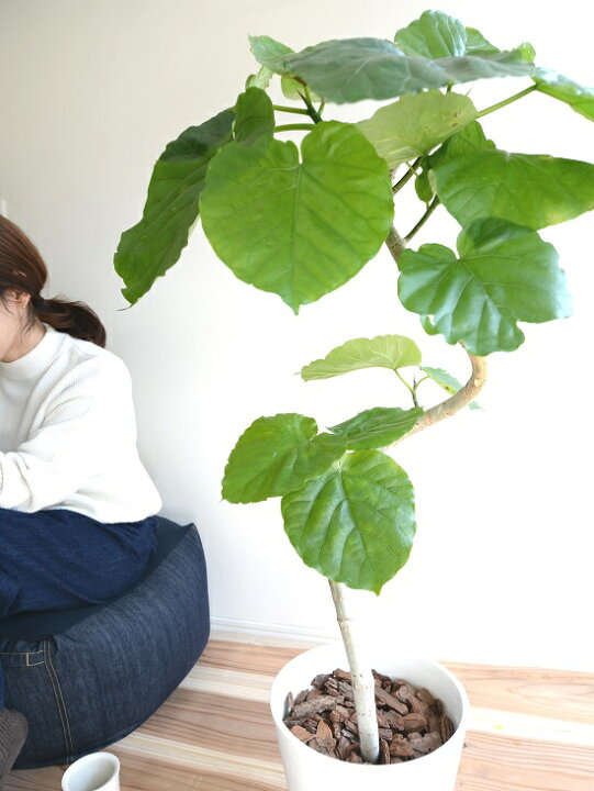 楽天市場 ウンベラータ 3dカーブ曲がり 8号 白色 セラアート鉢 バークチップ 受皿 育て方 観葉 観葉植物 大型 鉢植え 鉢 苗 苗木 植木 鉢植え 室内 ホワイト 白 ラウンド プラ鉢 プラスチック 曲げ らせん Land Plants 楽天市場店