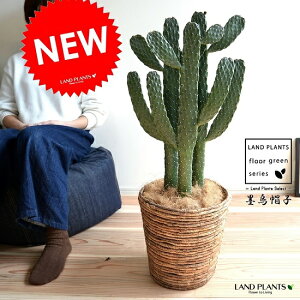 サボテン 墨烏帽子(スミエボシ) 3本立ち バナナリーフ バスケット (茶色) 鉢植え ウチワサボテン 大型 鉢 苗 苗木 茶 ブラウン こげ茶 丸 ラウンド 観葉植物 送料無料