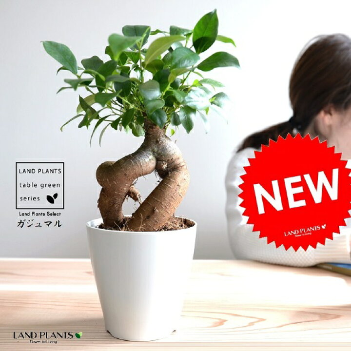 楽天市場 精霊が宿る木 ガジュマル 幹太 プラスチック鉢 4号 白色 鉢植え 鉢 苗 苗木 観葉植物 白 ホワイト 丸 ラウンド Land Plants 楽天市場店