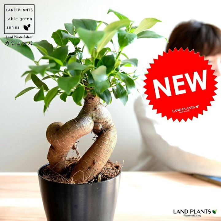 楽天市場 ガジュマル 幹太 黒色 プラスチック鉢 4号 鉢植え 鉢 苗 苗木 観葉植物 黒 ブラック 丸 ラウンド 送料無料 Land Plants 楽天市場店