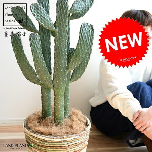 サボテン 砂の通販 価格比較 価格 Com