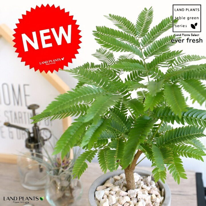 楽天市場 エバーフレッシュ セメント シリンダー型 陶器鉢 鉢植え 鉢 苗 苗木 観葉植物 送料無料 丸鉢 鉢植え 陶器 グレー 灰色 コンクリ コンクリート Land Plants 楽天市場店 楽天市場 エバーフレッシュ セメント シリンダー型 陶器鉢 鉢植え 鉢 苗 苗木 観葉植物 送料無料 丸鉢 鉢植え 陶器 グレー 灰色 コンクリ コンクリート Land Plants 楽天市場店