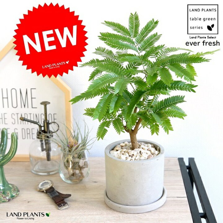 楽天市場 エバーフレッシュ セメント シリンダー型 陶器鉢 鉢植え 鉢 苗 苗木 観葉植物 送料無料 丸鉢 鉢植え 陶器 グレー 灰色 コンクリ コンクリート Land Plants 楽天市場店