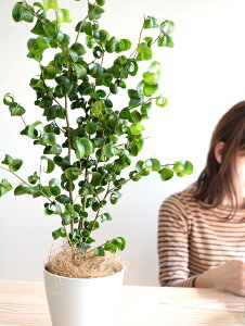 �y�������z �x���W���~���i�o���b�N�j ���F �v���X�`�b�N�� 4�� ���A�� �� �c �c�� �ϗt�A�� �� �z���C�g �� ���E���h