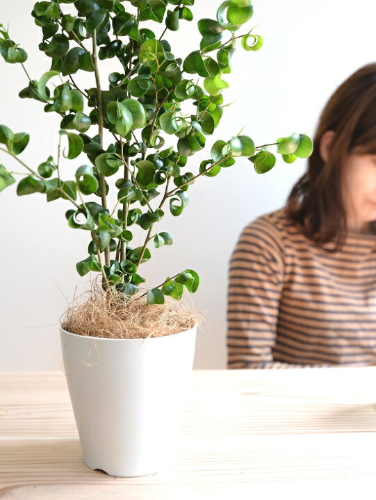 楽天市場 お試し ベンジャミン バロック 白色 プラスチック鉢 4号 鉢植え 鉢 苗 苗木 観葉植物 白 ホワイト 丸 ラウンド Land Plants 楽天市場店