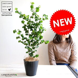 �y�������z �x���W���~�� �i�o���b�N�j ���F �v���X�`�b�N�� 4�� ���A�� �� �c �c�� �ϗt�A�� �� �u���b�N �� ���E���h