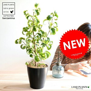 �y�������z �x���W���~�� �i�V�^�V�I���j ���F �v���X�`�b�N�� 4�� ������ �o���b�N ���A�� �� �c �c�� �ϗt�A�� �� �u���b�N �� ���E���h