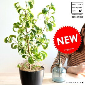 楽天市場 斑入り 観葉植物 花 観葉植物 花 ガーデン Diyの通販