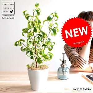 �y�������z �x���W���~�� �i�V�^�V�I���j ���F �v���X�`�b�N�� 4�� ������ �o���b�N ���A�� �� �c �c�� �ϗt�A�� �� �z���C�g �� ���E���h