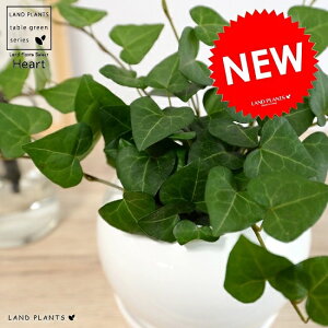 アイビー 苗 観葉植物の人気商品 通販 価格比較 価格 Com アイビー 苗 観葉植物の人気商品 通販 価格比較 価格 Com