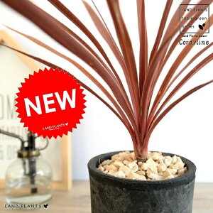 RfBlibhX^[j F X|bg V_[ 픫 yVRӐ΁z ubN A  c c  eRb^ ی`  ubN  O[ DF  RP ϗtA oRj