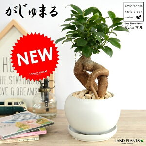 ܂i^Cvj F  픫 yVRӐ΁EMEĕz K̎ 삪h A  c c  zCg  Eh ϗtA  KW}