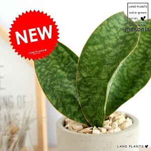 観葉植物 サンスベリア 陶器の人気商品 通販 価格比較 価格 Com