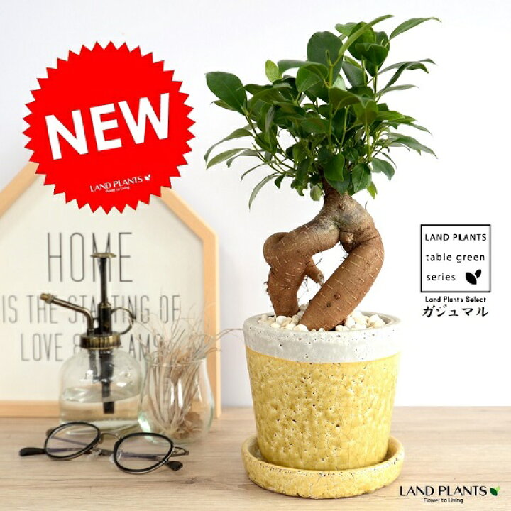 楽天市場 ガジュマル 幹太 やさしい色合い 貫入釉薬 陶器鉢 イエロー 黄色小石 育て方 受皿 多幸の樹 精霊が宿る木 ガジュマル 鉢 鉢植え 植木鉢 陶器 苗 苗木 貫入 釉薬 焼物 ヒビ加工 黄色 黄 イエロー ツートン 2色 観葉植物 観葉 小型 Land Plants 楽天