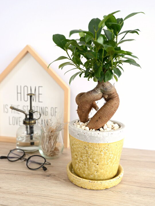 楽天市場 ガジュマル 幹太タイプ やさしい色合い 陶器鉢 黄色 鉢植え 陶器鉢 鉢 苗 苗木 イエロー 黄 丸 ラウンド 観葉植物 送料無料 Land Plants 楽天市場店