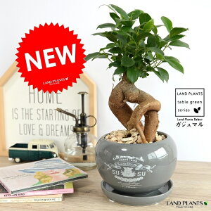 がじゅまる(幹太タイプ) 灰色 大丸 陶器鉢 プリント 多幸の樹 精霊が宿る木 鉢植え 鉢 苗 苗木 グレー 灰 ネズミ 丸 ラウンド 観葉植物 送料無料 ガジュマル
