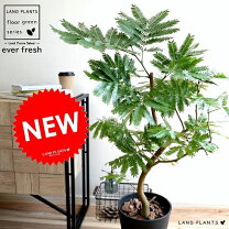 楽天市場】エバーフレッシュ（サイズ（植木鉢）7 ～ 9号）（観葉植物 