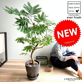 楽天市場 エバーフレッシュ 観葉植物 花 観葉植物 花 ガーデン Diyの通販