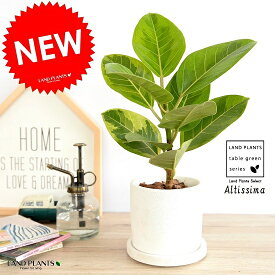 アルテシーマ 白色 シリンダー型 陶器鉢 アルティシマ バリエガータ 斑入り 黄色い葉 鉢植え 苗木 苗 白 ホワイト 丸形 ラウンド 陶器 送料無料 観葉植物