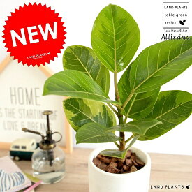 アルテシーマ シリンダー型 陶器鉢 （白色） アルティシマ バリエガータ 斑入り 黄色い葉 鉢植え 苗木 苗 白 ホワイト 丸形 ラウンド 陶器 送料無料 観葉植物