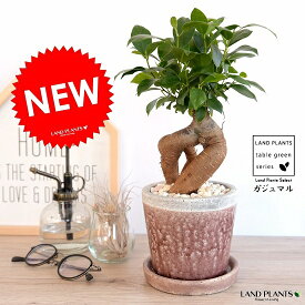 楽天市場 赤 観葉植物 花 観葉植物 花 ガーデン Diyの通販