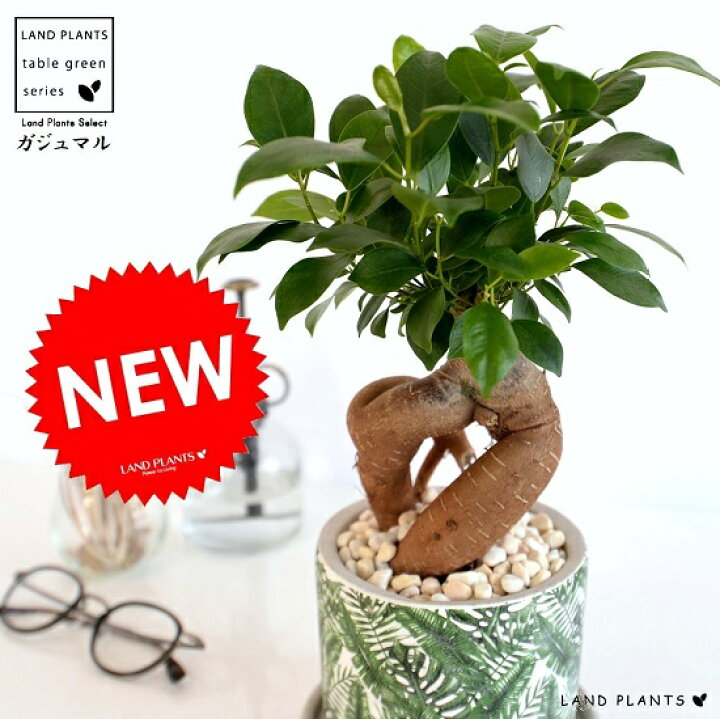 楽天市場 ガジュマル 幹太タイプ シリンダー型 陶器鉢 ボタニカルプリント 鉢植え 鉢 苗 苗木 植木鉢 観葉植物 セメント 白 灰 ホワイト グレー グリーン ラウンド 送料無料 Land Plants 楽天市場店