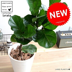 JVoSi3DJ[uȂj F ZA[g 8 yo[N`bvEMEĕztBJX [^ or[m A  c c v vX`bN  zCg ^ ϗtA 