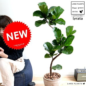 JVoSi3DJ[uȂj F GbO^ Eh 픫 yo[N`bvEMEĕztBJX [^ or[m A  c c  f  uE x[W ^ 