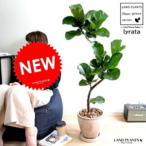 カシワバゴム(3Dカーブ曲がり) 茶色 エッグ型 ラウンド 陶器鉢 【バークチップ・受皿・育て方】フィカス リラータ バンビーノ 鉢植え 鉢 苗 苗木 陶器 素焼 茶 ブラウン ベージュ 大型 観