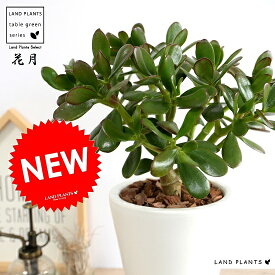 カネノナルキ（花月） スリム型 トール陶器鉢 白色 【植木鉢変更 ※トール→ラウンドで納品】 桜花月 鉢植え カネノナルキ 金のなる木 カゲツ ベンケイソウ 白 ホワイト 陶器 丸 ラウンド 観葉植物