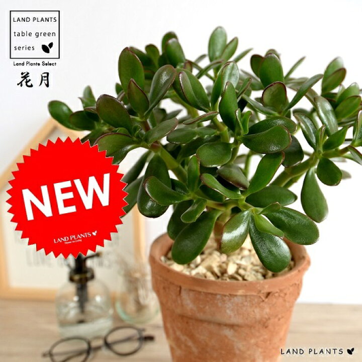 楽天市場 カネノナルキ 花月 茶色 モスポット トール ラウンド型 鉢植え 金のなる木 カゲツ ベンケイソウ 茶 ブラウン オレンジ 素焼 陶器 丸 ラウンド 観葉植物 送料無料 Land Plants 楽天市場店