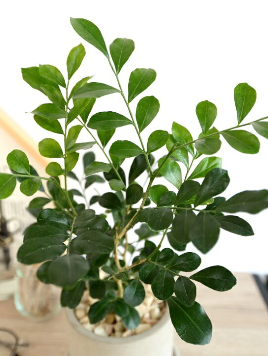 セメントポットに植えた 真っ白の Teardrop お花が咲く イヌツゲ オレンジジャスミン グレー ゲッキツ コスメティックバーク シリンダー型 シルク シルクジャスミン ジャスミン セメント製 ティアドロップの葉 小型 月橘 灰 白花 筒型 花が咲く 苗 苗木 観葉 観葉植物