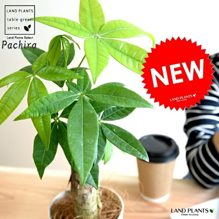 楽天市場 お試し パキラ 幹太タイプ ホワイト プラスチック鉢 4号 幹太パキラ アクアティカ 発財樹 お金の木 お金を生み出す樹 鉢植え 鉢 苗 苗木 観葉植物 白 白色 丸 ラウンド Land Plants 楽天市場店