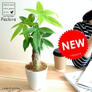 観葉植物 4号 パキラの人気商品 通販 価格比較 価格 Com