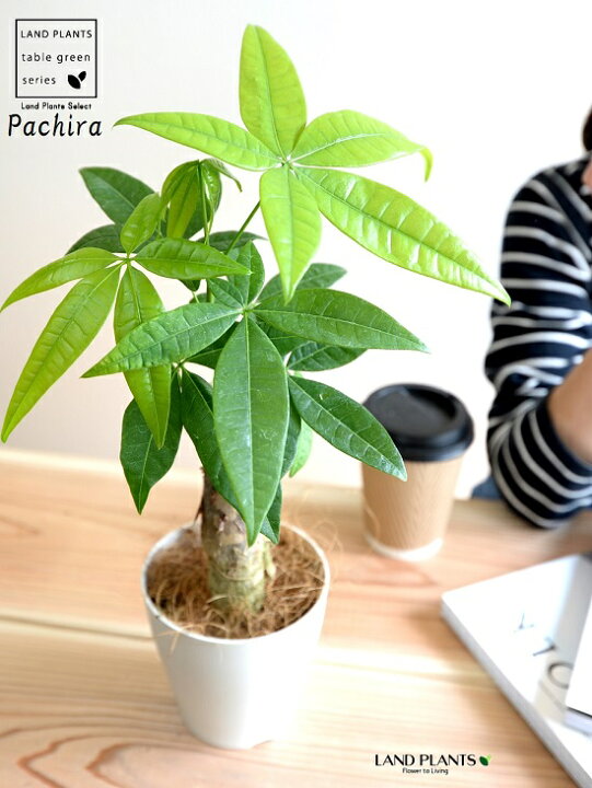 楽天市場 お試し パキラ 幹太タイプ ホワイト プラスチック鉢 4号 幹太パキラ アクアティカ 発財樹 お金の木 お金を生み出す樹 鉢植え 鉢 苗 苗木 観葉植物 白 白色 丸 ラウンド Land Plants 楽天市場店