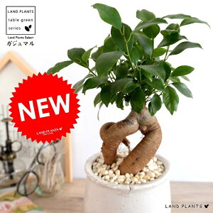 ガジュマル(幹太タイプ) 白色 風合いある 陶器鉢 Mサイズ 【黄色小石・受皿・育て方】 鉢植え 鉢 苗 苗木 植木鉢 観葉植物 白 ホワイト クリーム 水 丸 ラウンド 送料無料