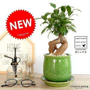 ガジュマル(幹太タイプ) 緑色 風合いある 陶器鉢 Mサイズ 【黄色小石・受皿・育て方】 鉢植え 鉢 苗 苗木 植木鉢 観葉植物 緑 グリーン 丸 ラウンド 送料無料