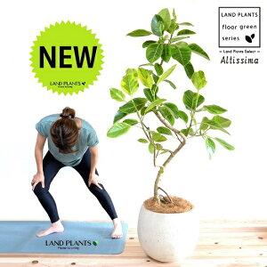 AeV[}i3DJ[uȂj 10 ۂĂ X^CbV Aؔ F yRRt@Co[EvMEĕz FRP  zCg AeV[}S oGK[^  SmL S