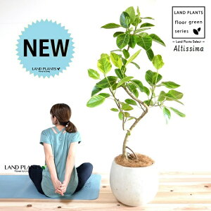 AeV[}i3DJ[uȂj 10 ۂĂ X^CbV Aؔ F yRRt@Co[EvMEĕz FRP  zCg AeV[}S oGK[^  SmL S