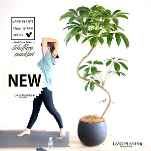 ツピタンサス(シェフレラ・ピュックレリ) 2D曲がり 10号 ぽってり スタイリッシュ 植木鉢 黒色 【ココファイバー・プラ皿・育て方】 FRP製 チュピタンサス ツピダンサス 鉢 鉢植え 植木鉢