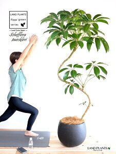 ツピタンサス(シェフレラ・ピュックレリ) 2D曲がり 10号 ぽってり スタイリッシュ 植木鉢 黒色 【ココファイバー・プラ皿・育て方】 FRP製 チュピタンサス ツピダンサス 鉢 鉢植え 植木鉢