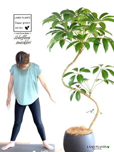 ツピタンサス(シェフレラ・ピュックレリ) 2D曲がり 10号 ぽってり スタイリッシュ 植木鉢 黒色 【ココファイバー・プラ皿・育て方】 FRP製 チュピタンサス ツピダンサス 鉢 鉢植え 植木鉢