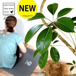 ツピタンサス(シェフレラ・ピュックレリ) 2D曲がり 10号 ぽってり スタイリッシュ 植木鉢 白色 【ココファイバー・プラ皿・育て方】 FRP製 チュピタンサス ツピダンサス 鉢 鉢植え 植木鉢