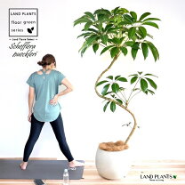 楽天市場】観葉植物 シェフレラ（サイズ（植木鉢）10 ～ 12号）の通販